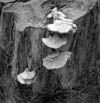 Fungus-1-Thumbnail.jpg